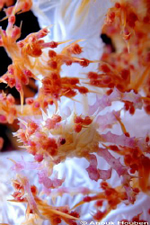 Masters of camouflage! Hoplophrys oatesii. Picture taken ... by Anouk Houben 